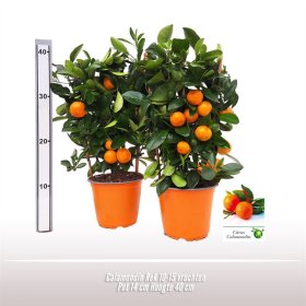 Kambarinis augalas, mandarinmedis, vazonėlio skersmuo 14 cm.