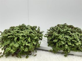 Kambarinis augalas, kalizija gulsčioji, vazonėlio skersmuo 16 cm.