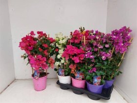 Kambarinis augalas, bugenvilija "Dania", vazonėlio skersmuo 17 cm.