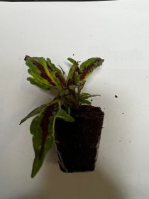 Vienmetės gėlės daigelis, margenis darželinis "Flame Thrower Chili Pepper"