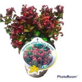 Dekoratyvinis krūmas, leukotojė "Curly Red", vazono skersmuo 17 cm.