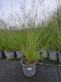 Žolinis augalas, drėbūnas, vazonėlio skersmuo 19 cm.