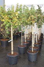 Dekoratyvinis krūmas, lazdynas paprastasis "Scooter", ant stiebo, aukštis 125 cm., vazonas 30 l.