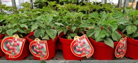 Vaiskrūmis, avietė paprastoji, įvairios, vazonas 2,5 l.