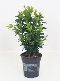Dekoratyvinis krūmas, paprastasis buksmedis, vazonėlio skersmuo 9 cm.