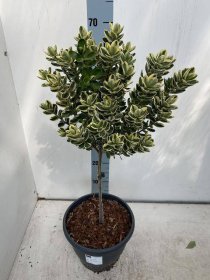 Dekoratyvinis krūmas, hebė, ant stiebo, vazonėlio skersmuo 23 cm.