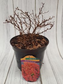 Dekoratyvinis krūmas, raugerškis tunbergo "Spacek", vazonas 3 l.