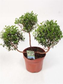 Kambarinis augalas, mirta paprastoji "Pon Pon", vazonėlio skersmuo 12 cm.