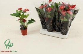 Kambarinis augalas, anturis (Anthurium), vazonėlio skersmuo 7 cm.