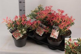 Dekoratyvinis krūmas, bereinutis japoninis "Flaming Silve", vazonėlio skersmuo 17 cm.