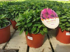 Daugiametė gėlė, alstromerija, vazonėlio skersmuo 19 cm.