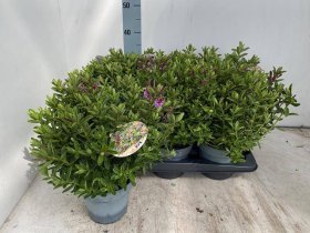 Dekoratyvinis krūmas, hebė, vazonėlio skersmuo 16 cm.