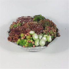 Alpinariumo augalas, kompozicija šilropės, vazono skersmuo 23 cm.