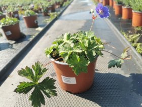 Daugiametė gėlė, snaputis