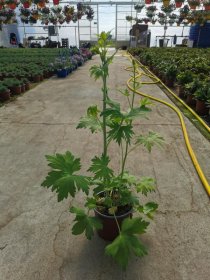 Daugiametė gėlė, pentinius, vazonėlio skersmuo 17 cm.