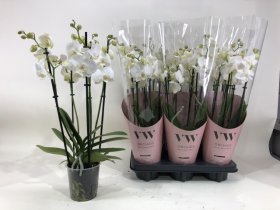 Kambarinis augalas, orchidėja "Falenopsis" (5 šakos), vazonėlio skersmuo 12 cm.