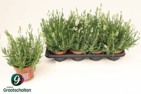 Daugiametė gėlė, levanda "Ell Ice", vazonėlio skersmuo 13 cm.