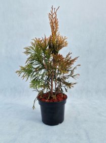 Spygliuotis, tuja didžioji "Tiger Gold", aukštis 30-40 cm., vazonas 1,5 l.