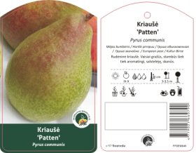 Vaismedis, kriaušė "Patten"