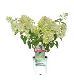 Dekoratyvinis krūmas, šluotelinė hortenzija, vazonas 2 l.