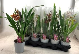 Kambarinis augalas, kambrija (Cambria), vazonėlio skersmuo 12 cm.