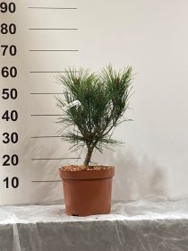 Spygliuotis, pušis "Umbraculifera", vazonėlio skersmuo 23 cm.