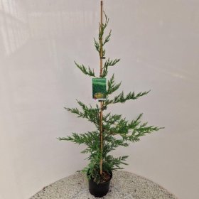 Spygliuotis, kiparisas leilando, vazonėlio skersmuo 19 cm.