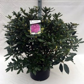 Dekoratyvinis krūmas, rododendras paprastasis "Roseum", vazonas 40 l.