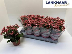 Kambarinis augalas, kalankė, rožinės sp., vazonėlio skersmuo 12 cm.