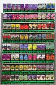 Daugiametė gėlė, įvairios, vazonėlio skersmuo 11 cm.