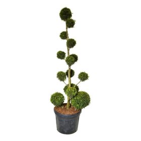 Spygliuotis, tuja vakarinė "Brabant" (Pom Pom), aukštis 175-200 cm., vazonas 90 l.