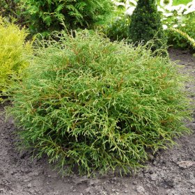 Spygliuotis, tuja vakarinė "Bowling Ball", vazonėlio skersmuo 2 l.