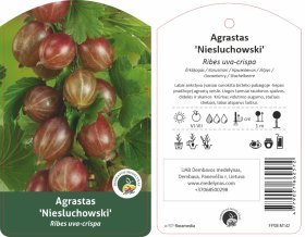 Vaiskrūmis, agrastas "Niesluchowski", ant stiebo