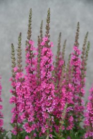 Daugiametė gėlė, raudoklė "Pink Blush", vazonėlio skersmuo 17 cm.