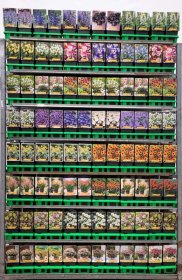 Daugiametė gėlė, įvairios, vazonėlio skersmuo 11 cm.