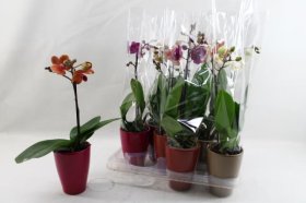 Kambarinis augalas, orchidėja (Phalaenopsis), vazonėlio skersmuo 9 cm.