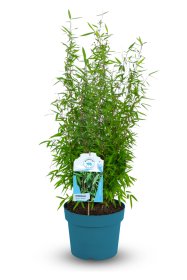 Žolinis augalas, bambukaitis "Wisebear", aukštis 50-60 cm., vazonas 5 l.