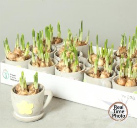 Kambarinis augalas, narcizų kompozicija, vazonėlio skersmuo 12 cm.