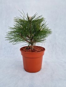 Spygliuotis, pušis tunbergo "Sayonara", vazonas 3 l.