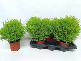 Spygliuotis, kiparisas "Goldc Vormen", vazonėlio skersmuo 14 cm.