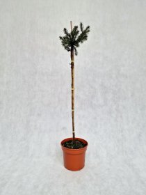 Spygliuotis, eglė paprastoji "Rydal", vazonėlio skersmuo 19 cm.