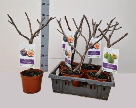 Vaismedis, figa  Carica", vazonėlio skersmuo 17 cm.