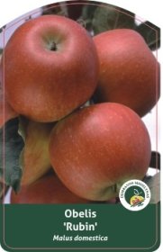 Vaismedis, obelis “Rubin” (Malus domestica)