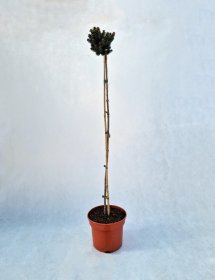 Spygliuotis, eglė baltoji "Cecilia", vazonas 5 l.