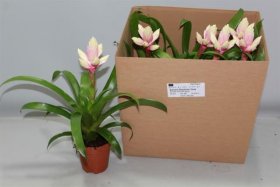 Kambarinis augalas, guzmanija "Candy", vazonėlio skersmuo 12 cm.