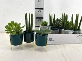 Kambarinis augalas, sukulentai, įvairūs, keraminiame vazonėlyje, vazonėlio skersmuo 8 cm.