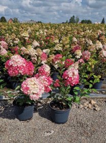 Dekoratyvinis krūmas, šluotelinė hortenzija, įvairios, vazonas 5 l.