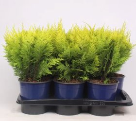 Spygliuotis, puskiparisis lausono "Ivonne", augalo aukštis 50 cm., vazonėlio skersmuo 17 cm.