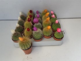 Kambarinis augalas, kaktusas "Versierd" mini, vazonėlio skersmuo 5 cm.