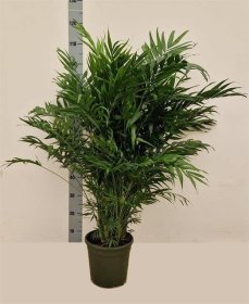 Kambarinis augalas, grakščioji chamedorėja, vazonėlio skersmuo 23 cm.